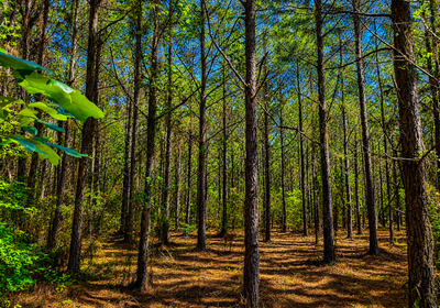 237 Pine trees