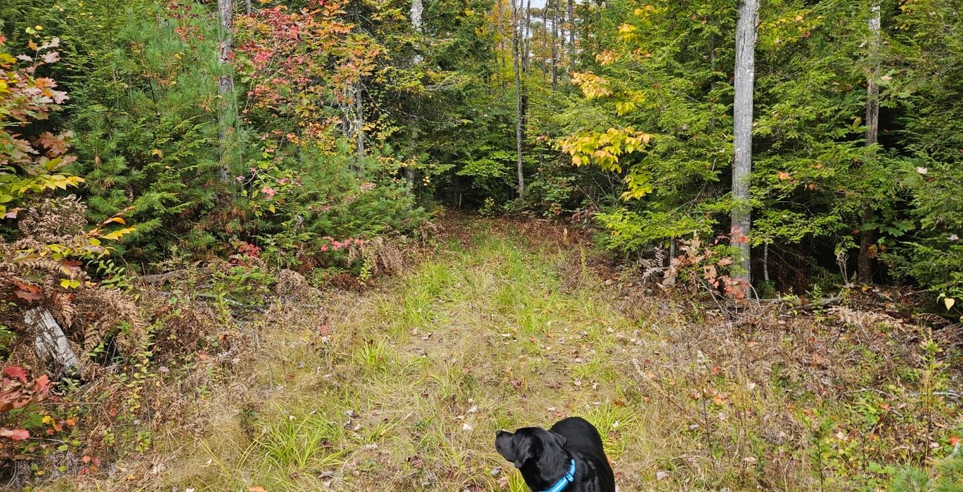 238 Snowmobile trial at West boudary looking N