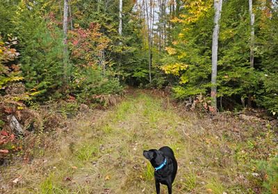 238 Snowmobile trial at West boudary looking N