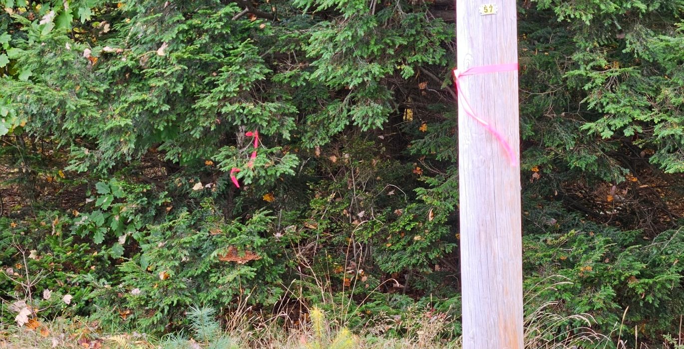 238 Pole at NW corner