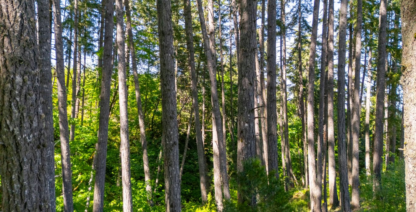 241 Trees Low 3
