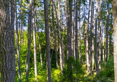 241 Trees Low 3
