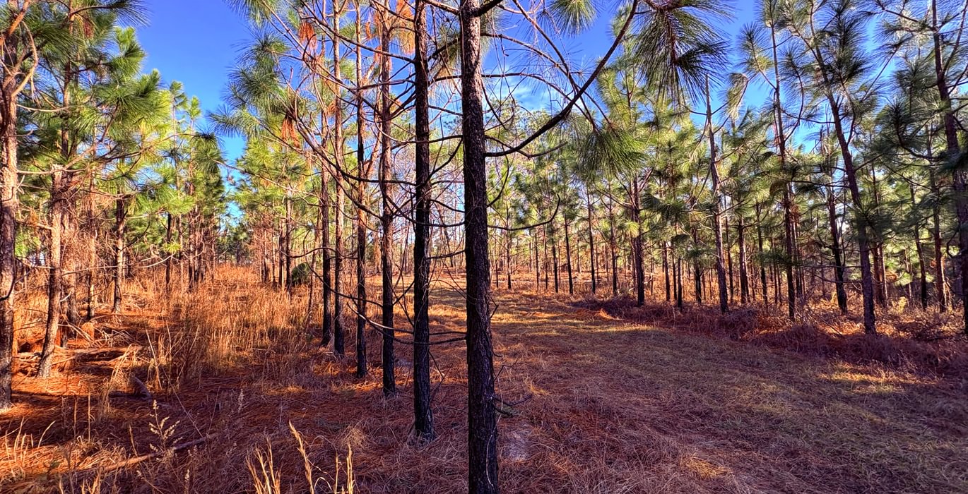 248 gibson pre merch longleaf 6