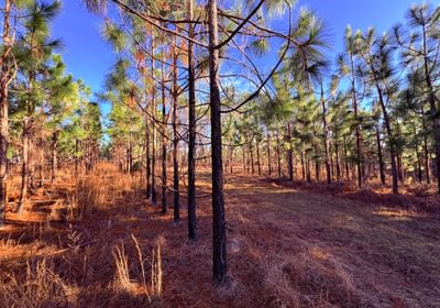248 gibson pre merch longleaf 6