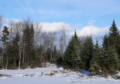 250 126aclot55 Linneus045