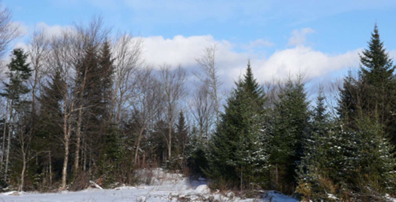 250 126aclot55 Linneus045