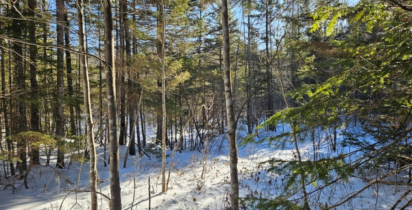 250 12 Lot off Woods Road