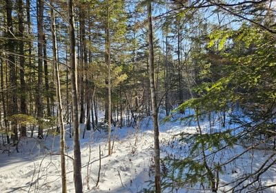 250 12 Lot off Woods Road