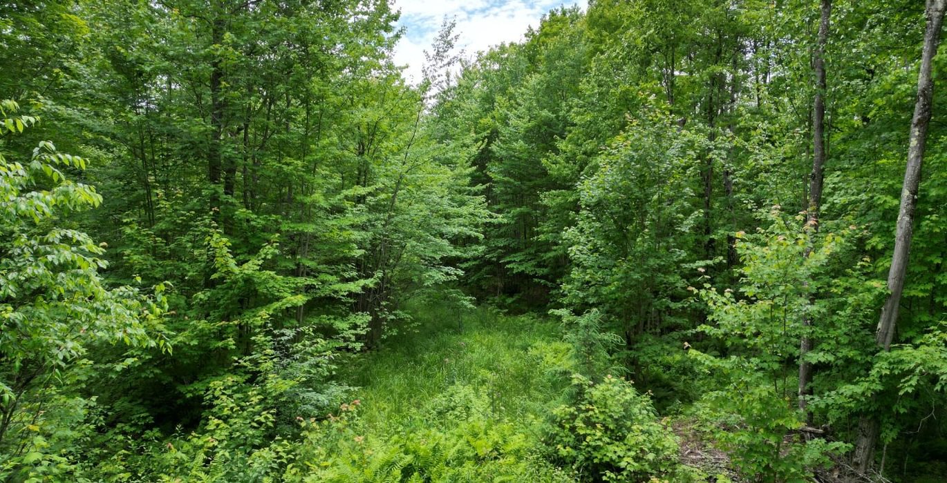250 perchlake 50