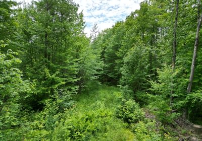 250 perchlake 50