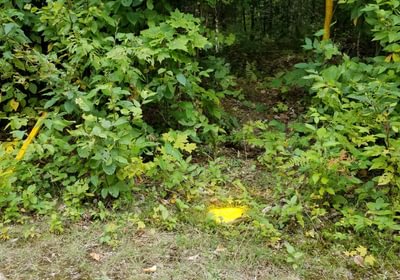 251 Southwest Prop corner yellow rock along Beaver Lane