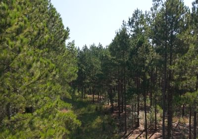 255 Cabin Creek Photo 11