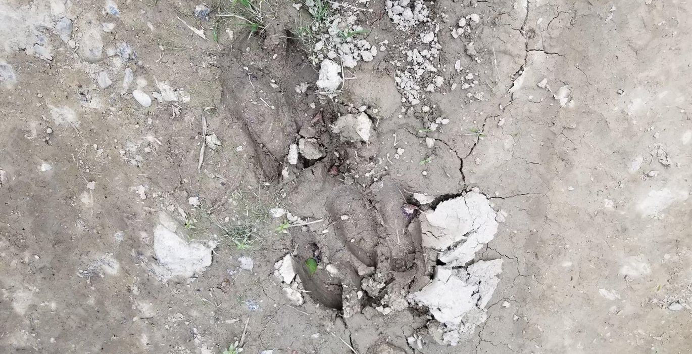 259 Moose tracks