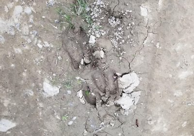 259 Moose tracks
