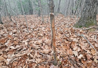 25 buck deer rub tree