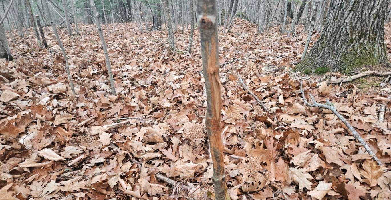 25 buck deer rub tree