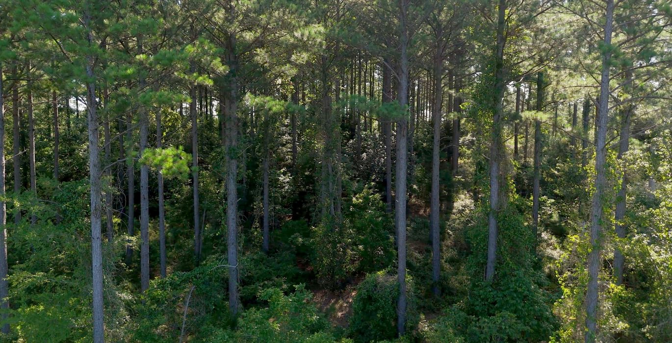 260 Enoree Creek Photo 14
