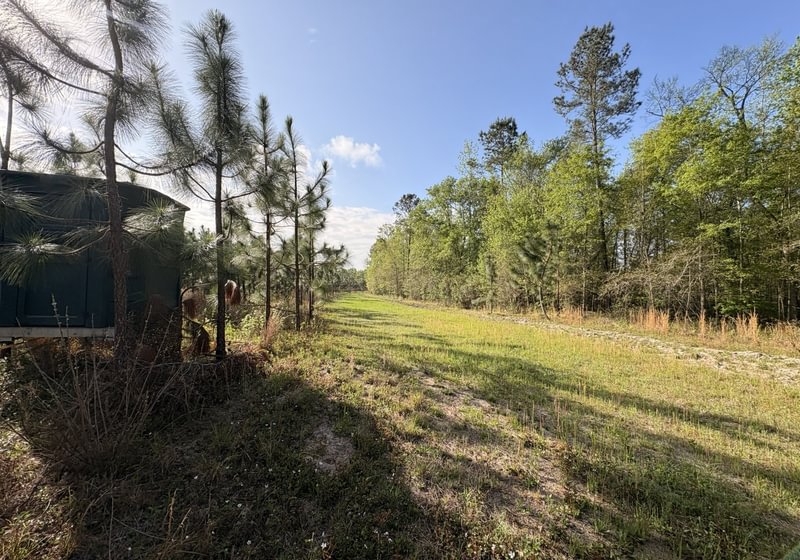 Photo 11 of Old Poor Robin Sportsman Tract 2, 24.6 acres, Screven County, Georgia