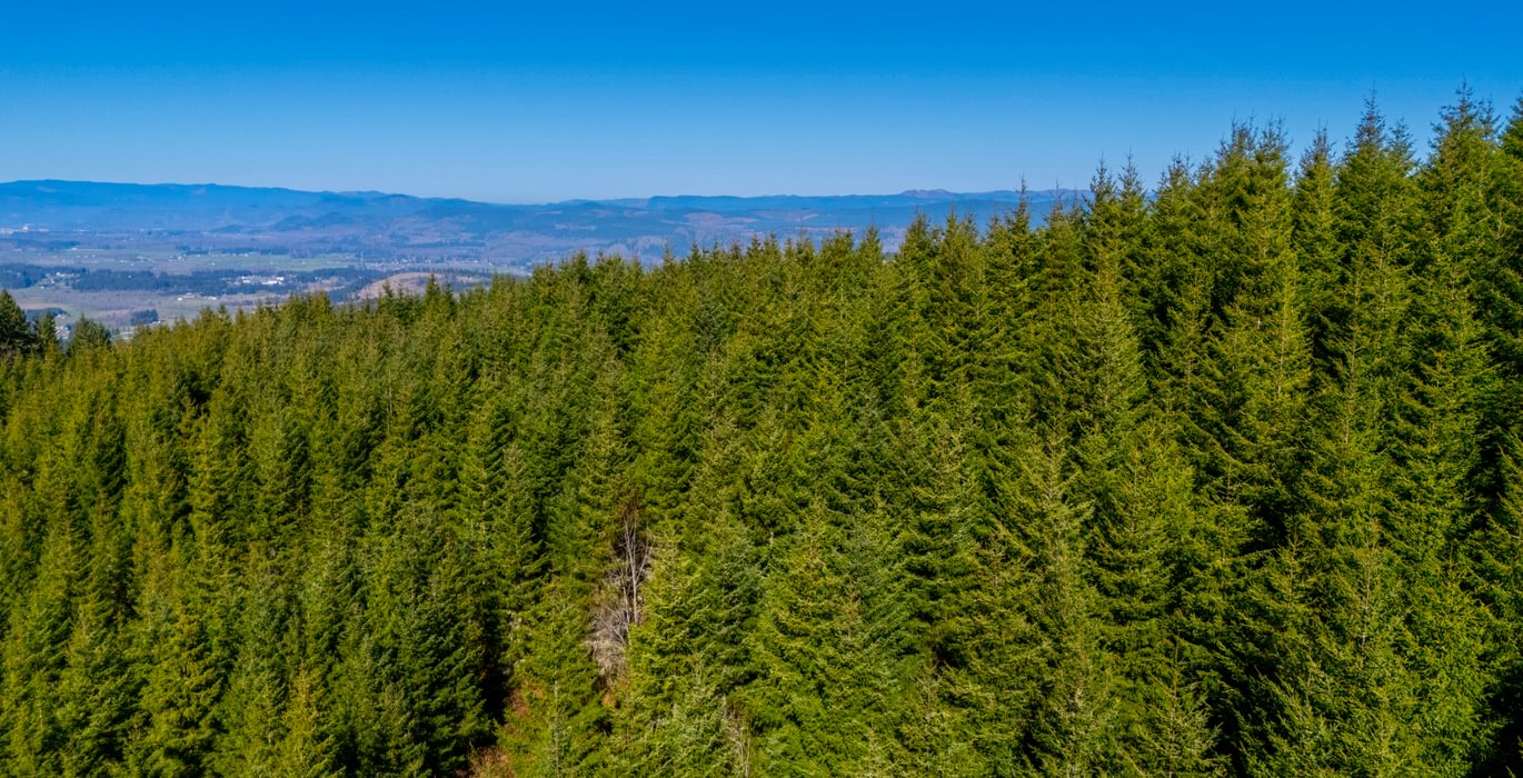 262 trees 3