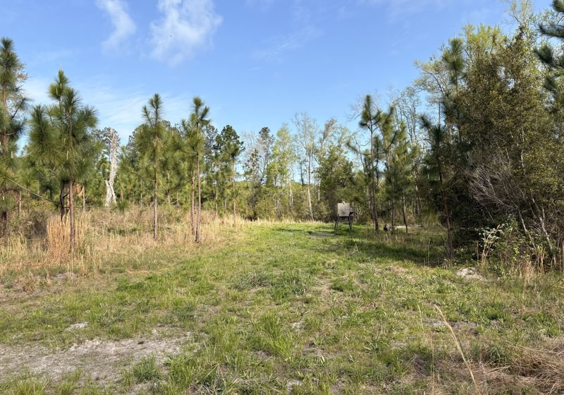 Photo 8 of Old Poor Robin Tract 1, 24.6 acres, Screven County, Georgia