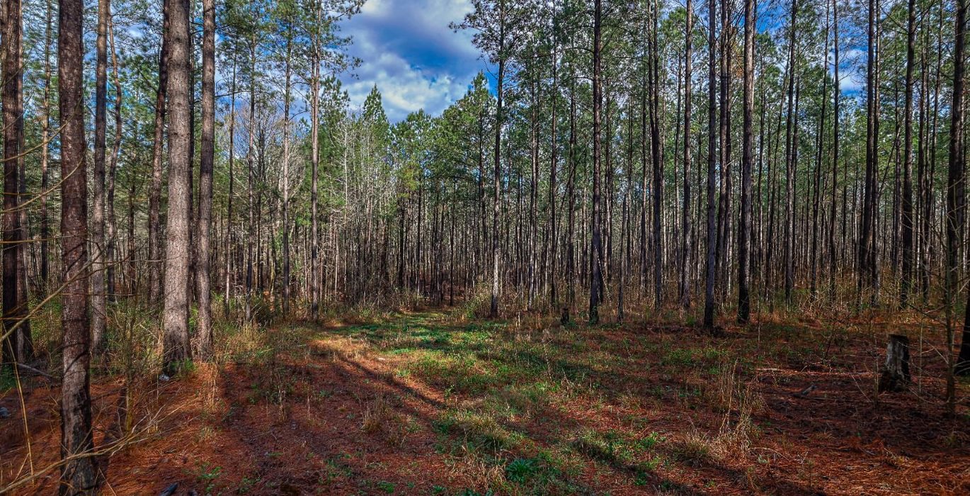 273 AFM Pines at Devereux 15