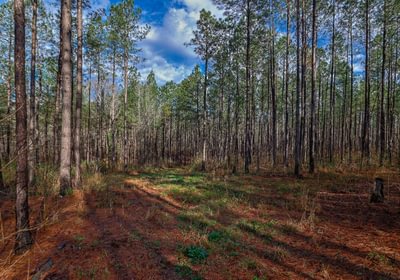 273 AFM Pines at Devereux 15