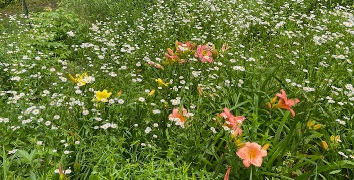 277 mature flower beds