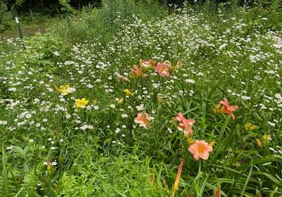 277 mature flower beds