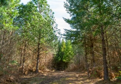 280 Bellinger Road 26