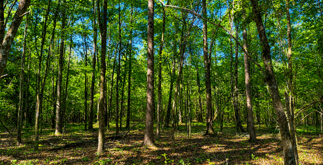 282 Hardwoods