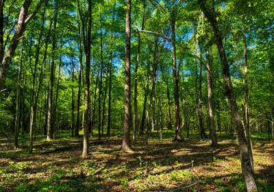 282 Hardwoods
