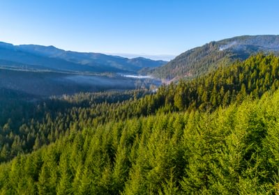283 trees View 2