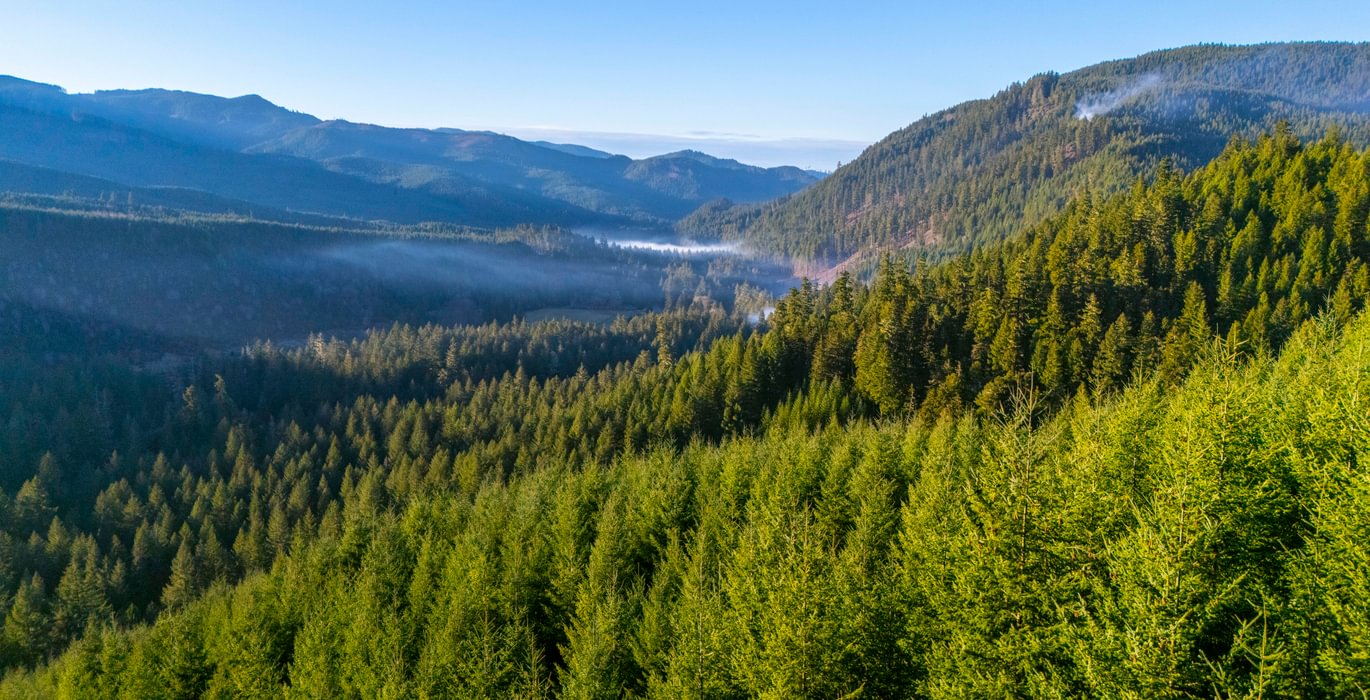 283 trees View 2