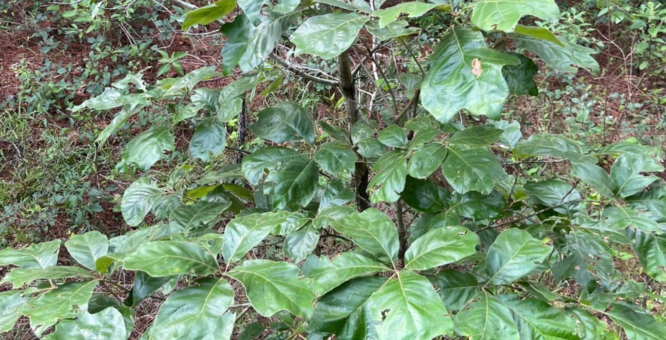 287 IMG 6051