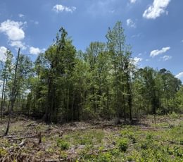 291 IMG 1542