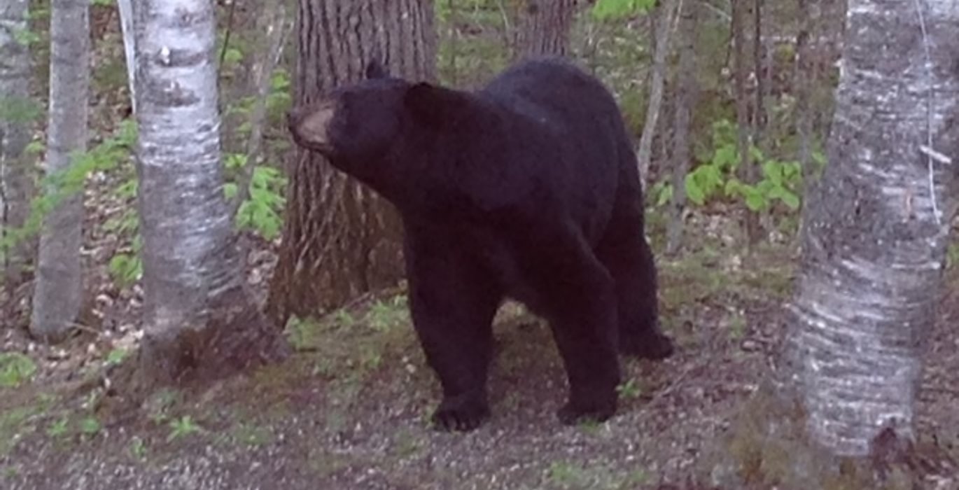 291 bear
