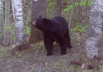 291 bear