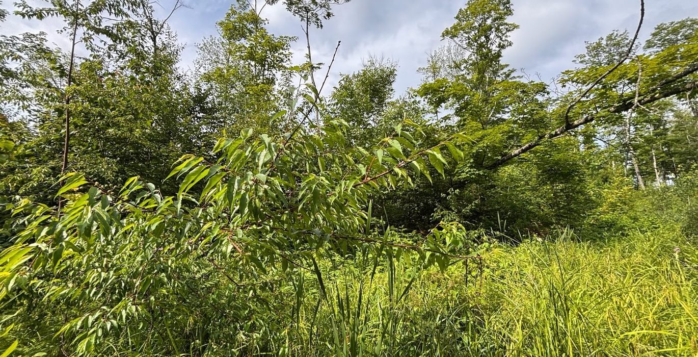 291 beartown 1