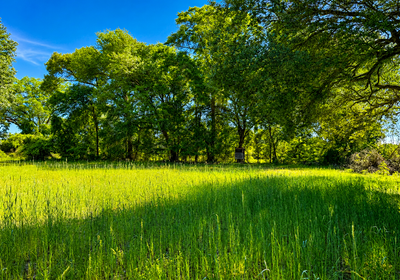 293 food plot 2