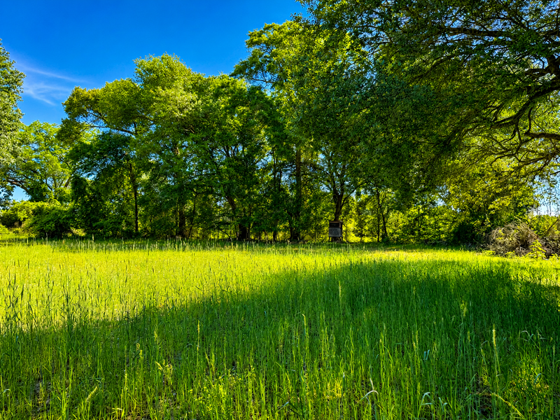 293 food plot 2
