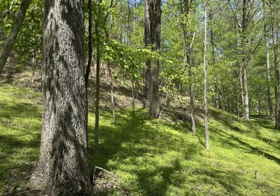 295 IMG 5233