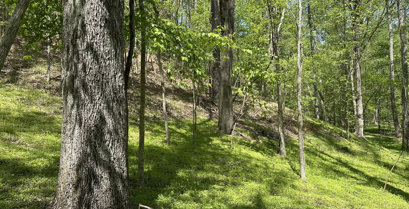 295 IMG 5233