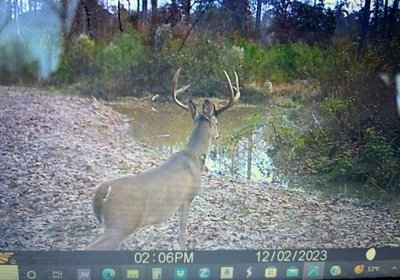 299 deer4