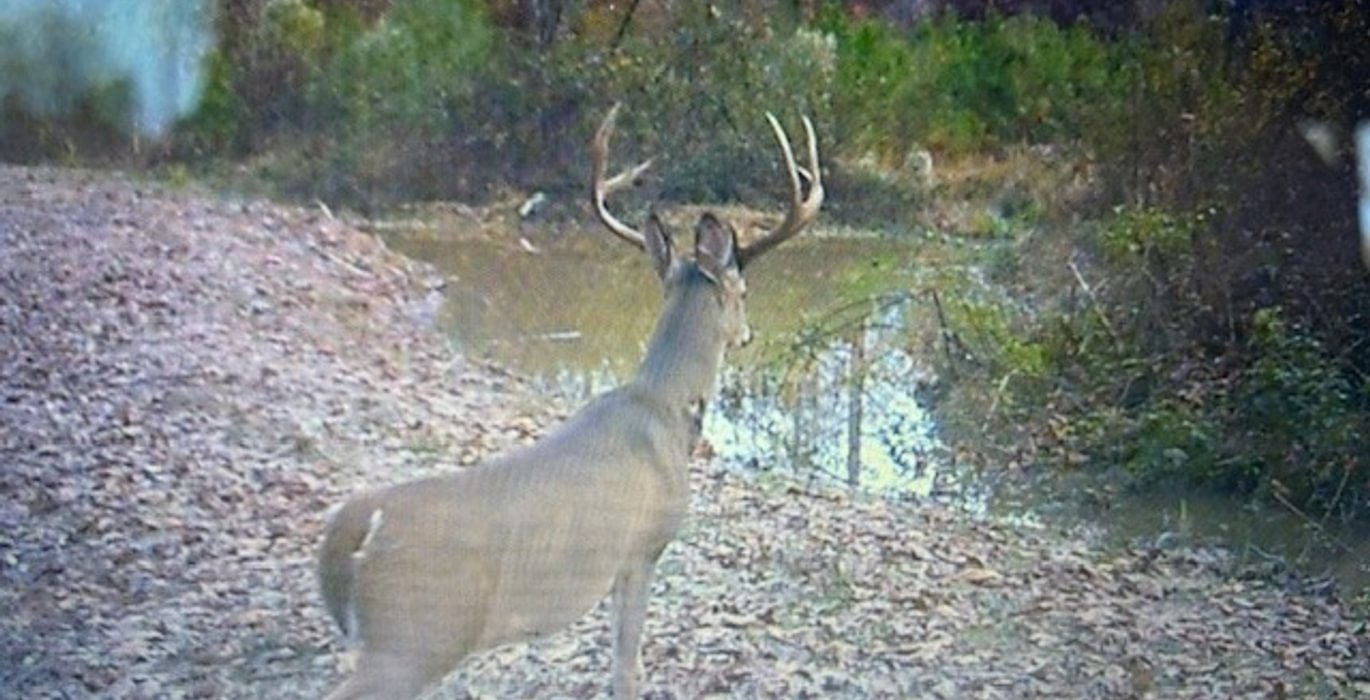 299 deer4