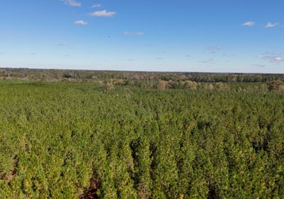 33 AFM Bladen 339 Photo 7