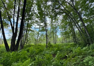 301 Wooded meadow