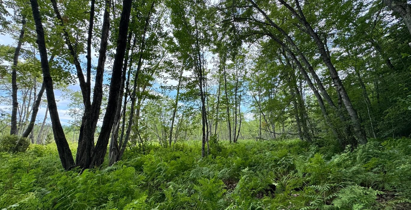 301 Wooded meadow
