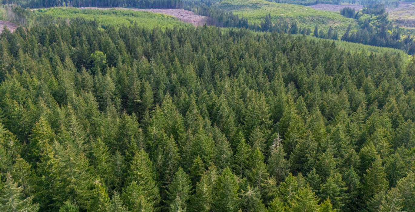 302 Trees High 1