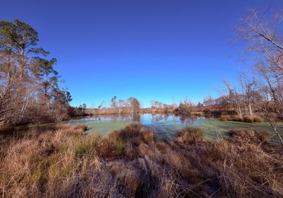 309 pond