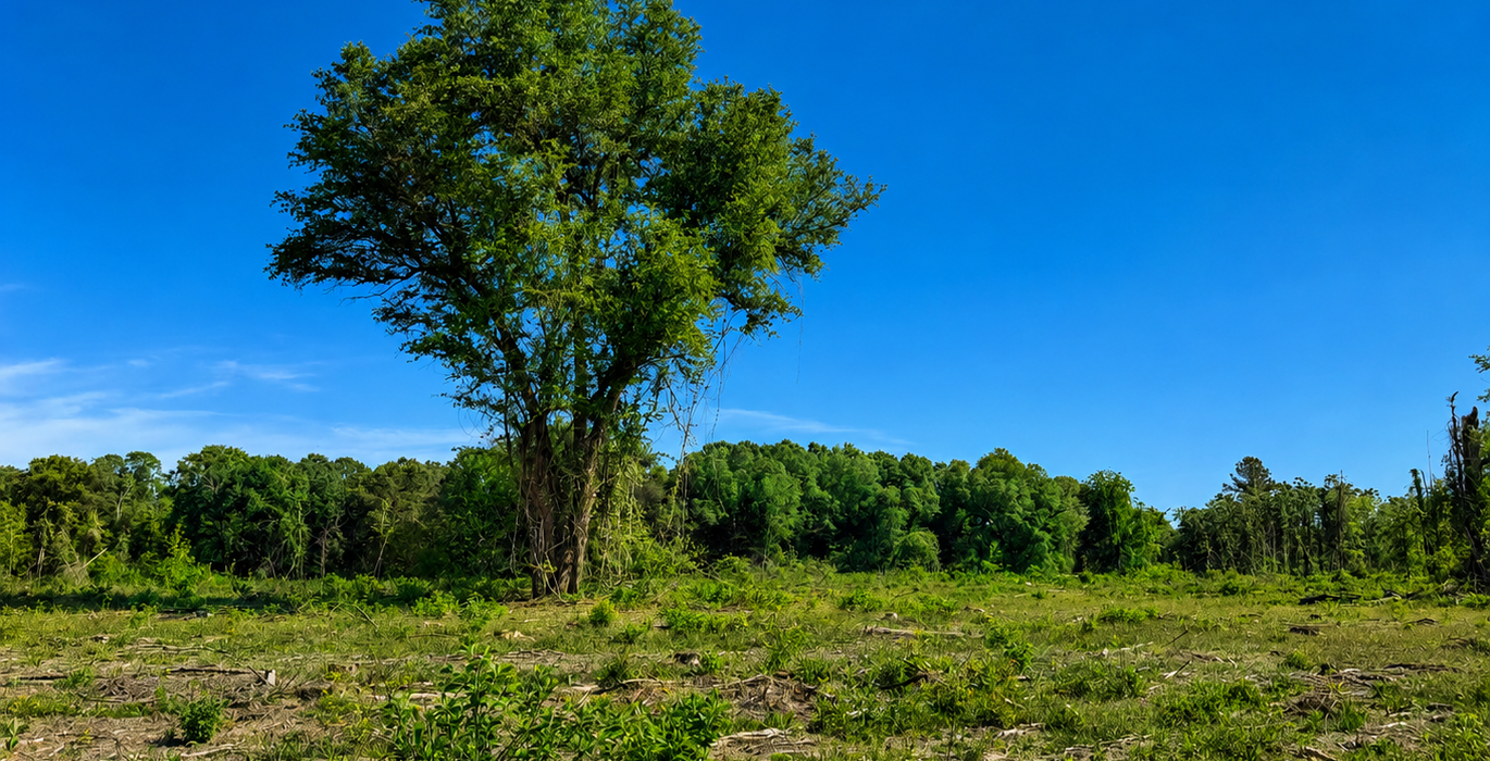 316 Lone tree